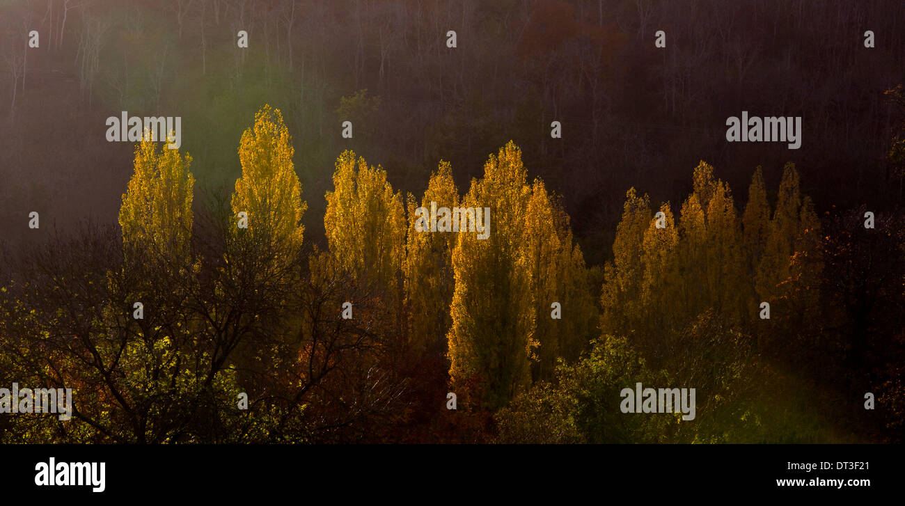 Panoramic image of sunlight hitting autumn/fall trees, lots of different colours in the leaves Stock Photo