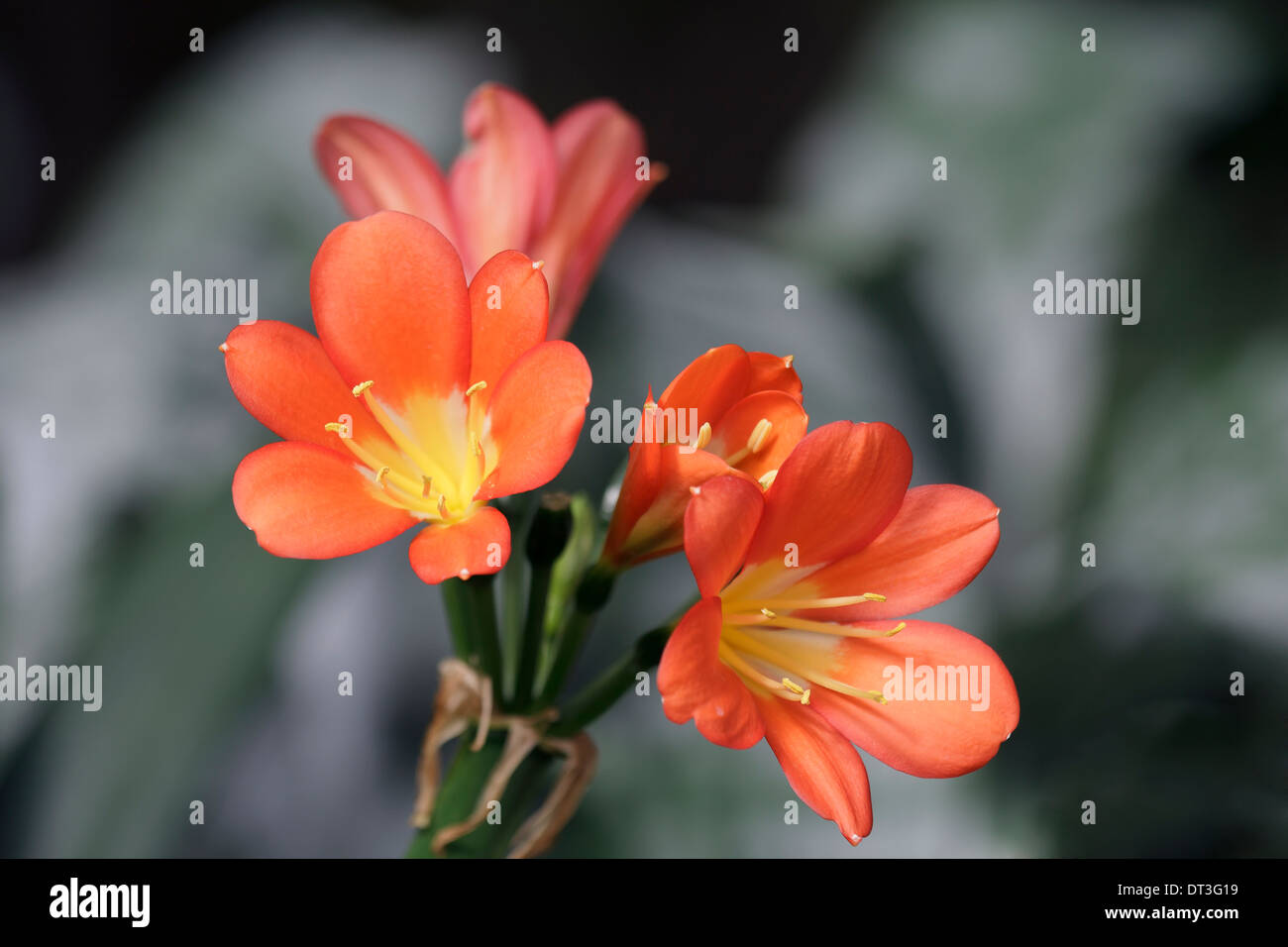 Star of Bethlehem flower orange Stock Photo Alamy