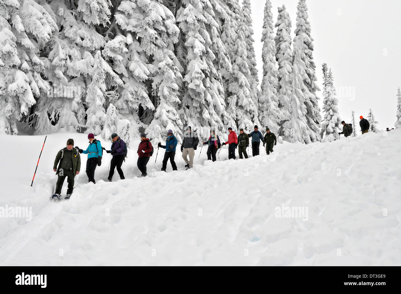 US Interior Secretary Sally Jewell snowshoes through frozen alpine wilderness during a visit to Mount Rainier National Park February 3, 2014 in Ashford, Washington. Stock Photo