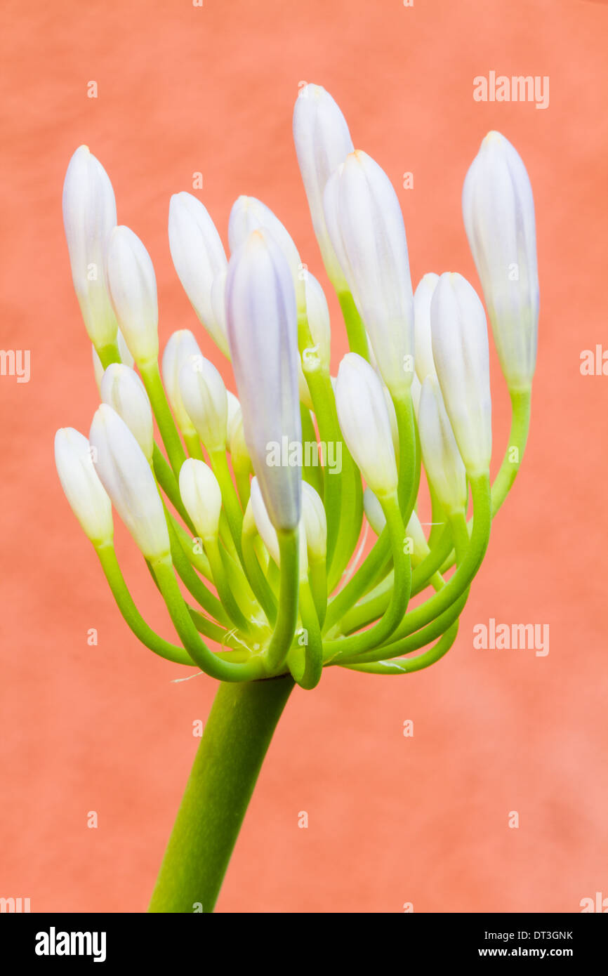 Agapanthus (Agapanthus africanus) blooms. Stock Photo