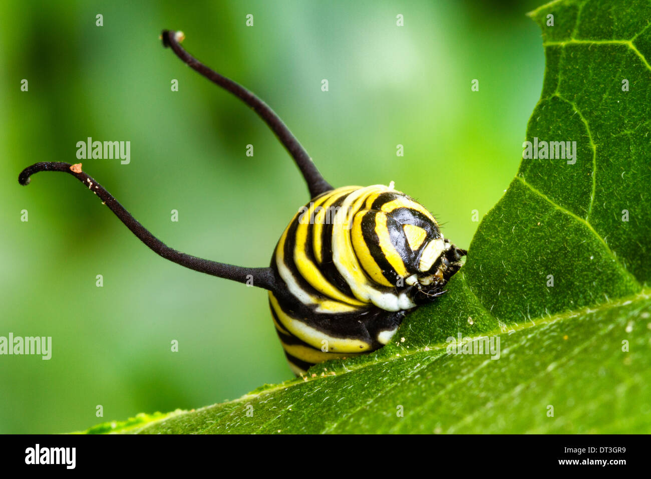 Close-up macro view of a Monarch Caterpillar (Danaus plexippus) eating a leaf. Stock Photo