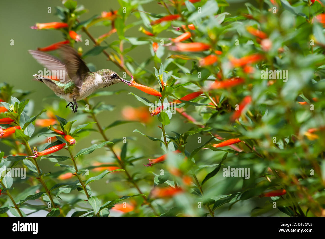 Ruby-throated Hummingbird (Archilochus colubris) in flight feeding from a cigar plant. Stock Photo