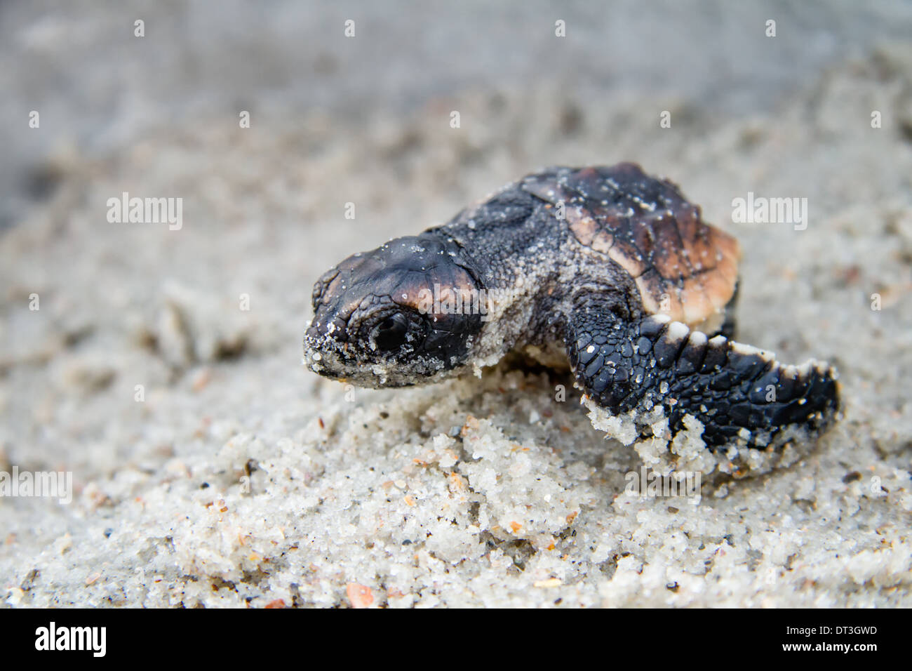 Baby Loggerhead Sea Turtle (Caretta caretta), Amelia Island, Florida Stock Photo