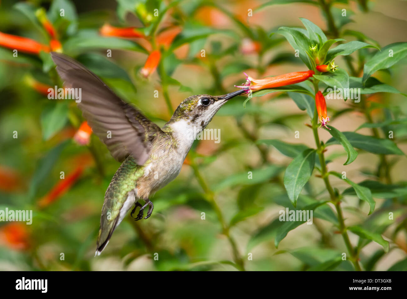 Juvenile Male Ruby-throated Hummingbird (Archilochus colubris) in flight feeding from a cigar plant. Stock Photo