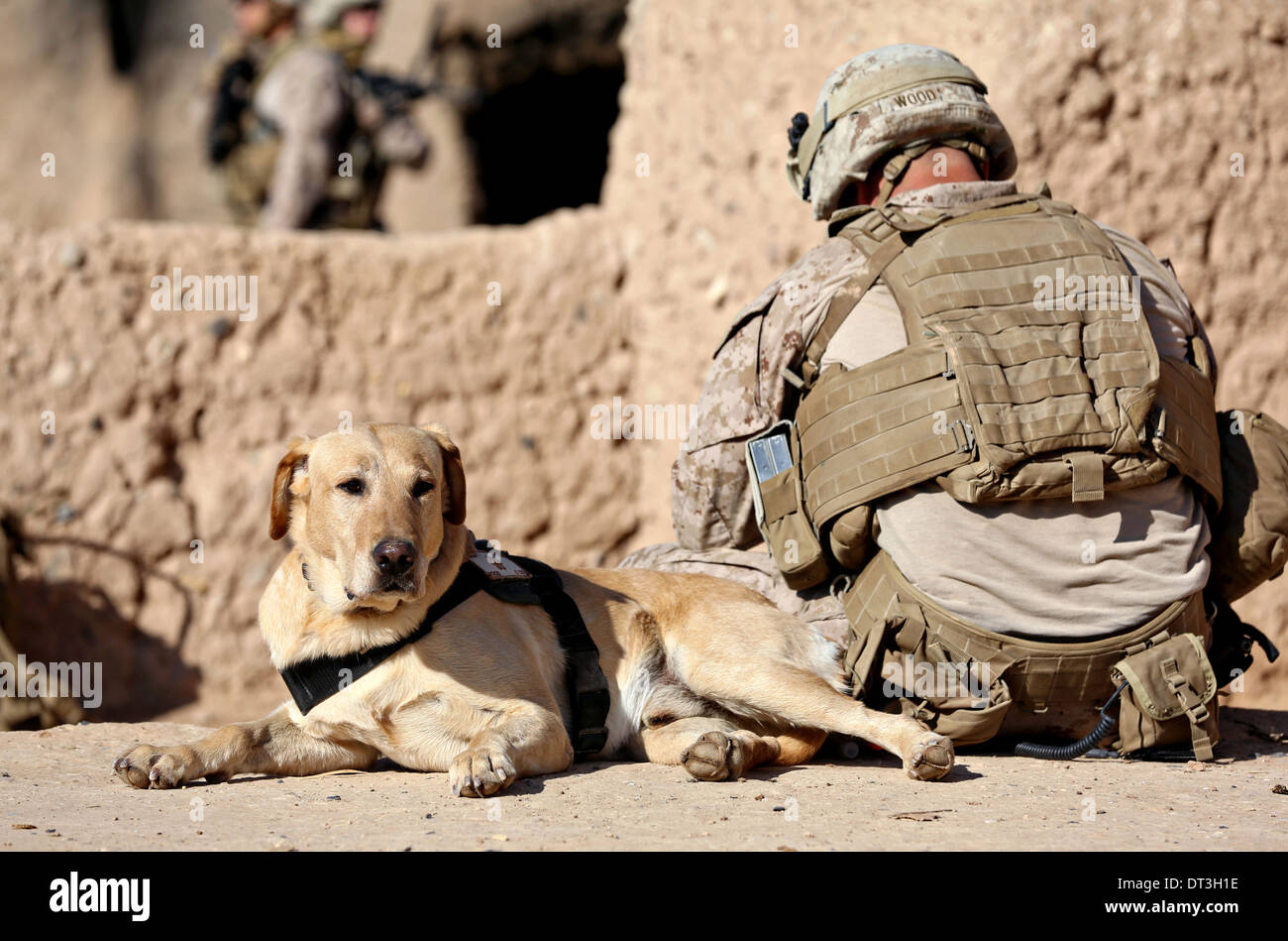 A US Marine and an improvised explosive device detection dog rest during a patrol January 15, 2014 near Patrol Base Boldak in Helmand province, Afghanistan. Stock Photo