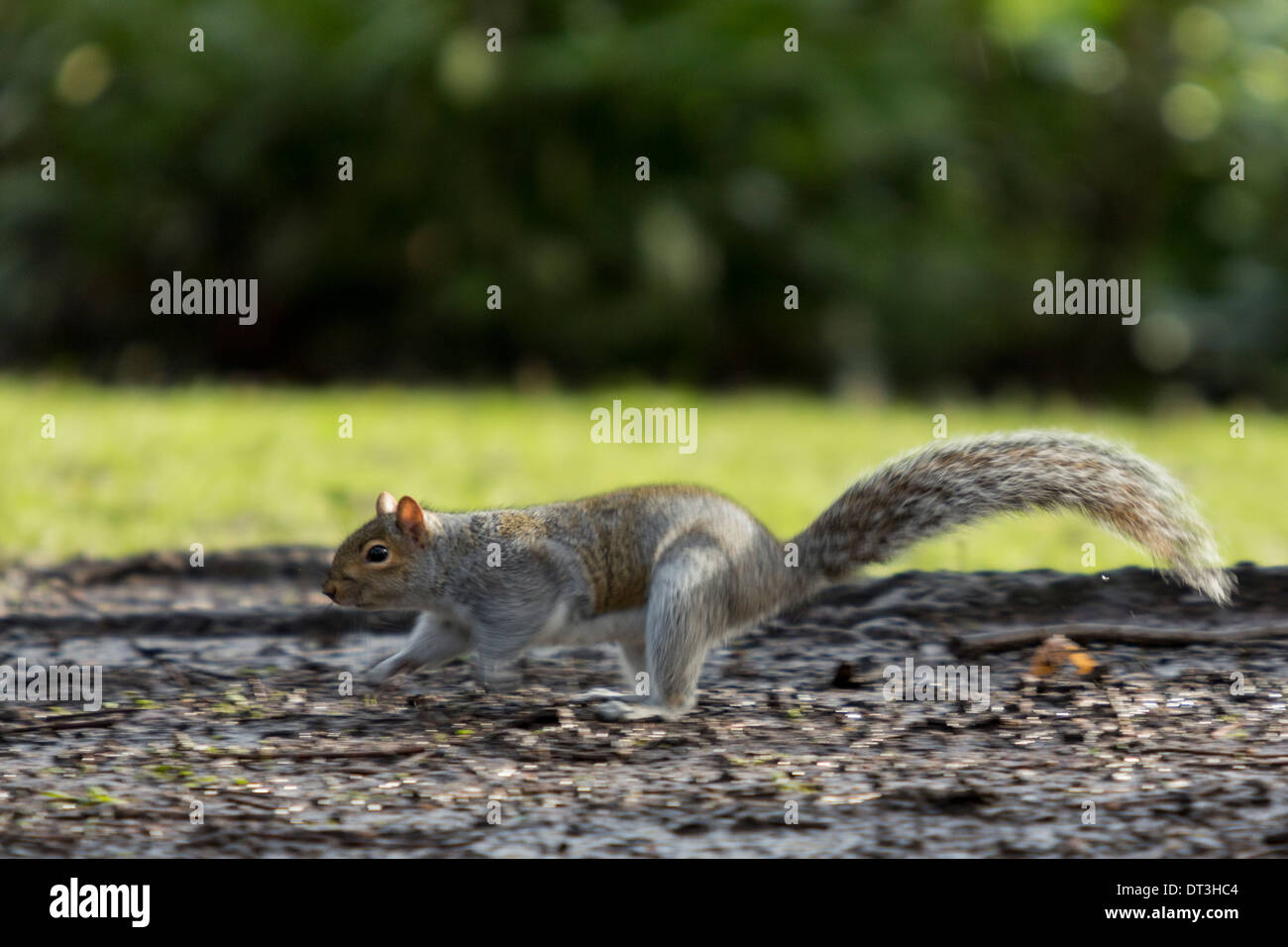 Eastern Gray Squirrel sciurus carolinensis running between trees foraging for food Stock Photo