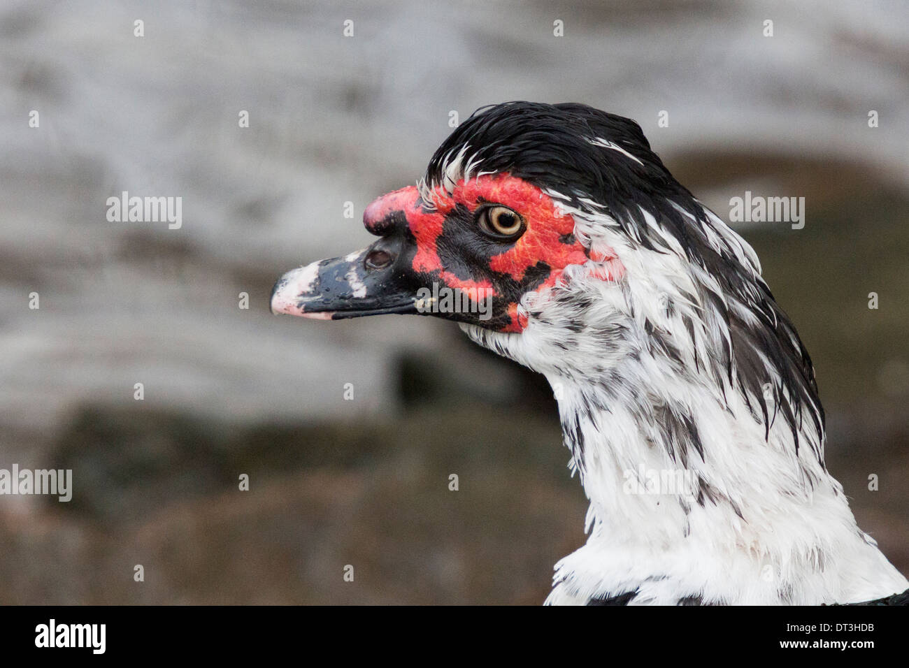 Red white and black goose protrait at a local pond Stock Photo