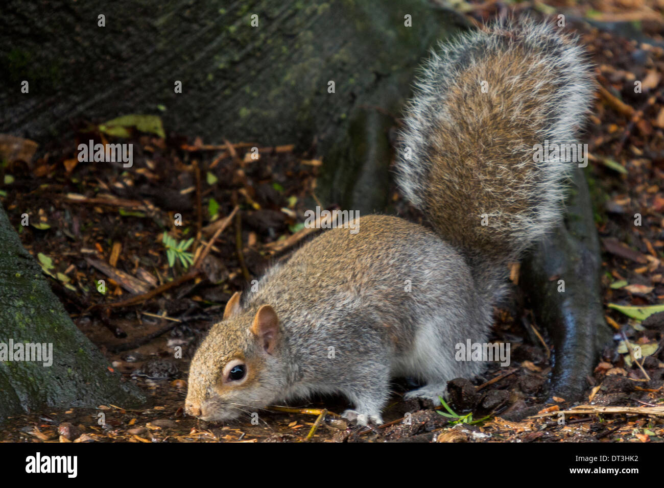 Eastern European Gray Squirrel on the ground looking for food in a local park Stock Photo