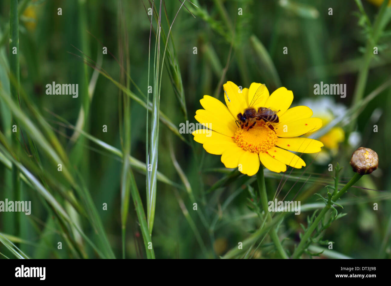 Bee and tiny red mites on yellow wild flower. Spring season background. Stock Photo