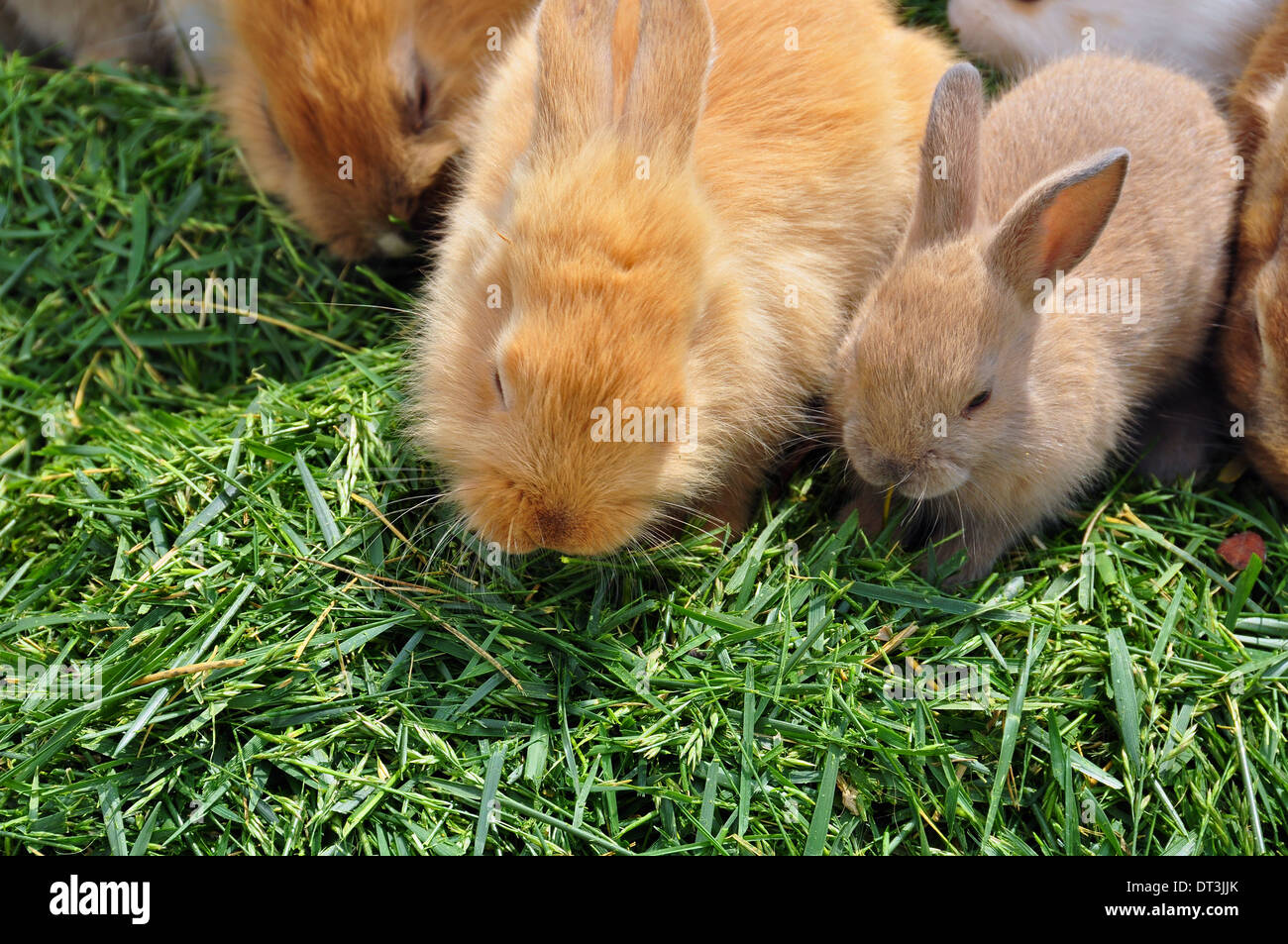 Rabbit family feeding on grass. Cute animals background Stock Photo - Alamy