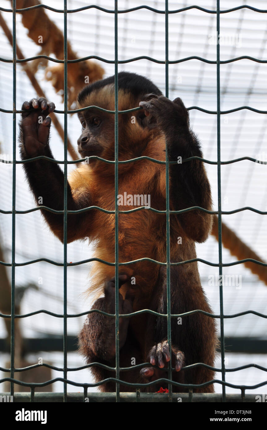 Black-capped capuchin squirrel monkey in a cage. Wild animal at the zoo. Stock Photo