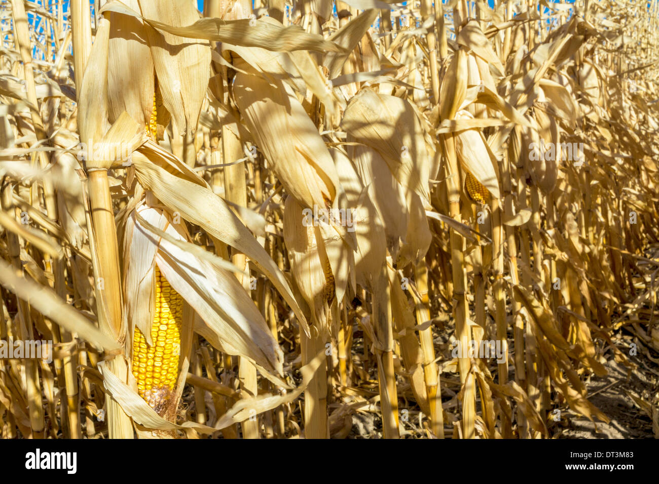 Corn stalks in the wind Stock Photo