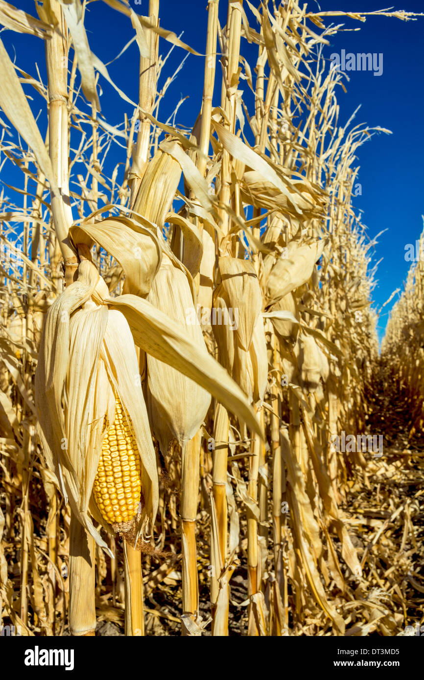 Silage corn in winter still on the stalks Stock Photo Alamy