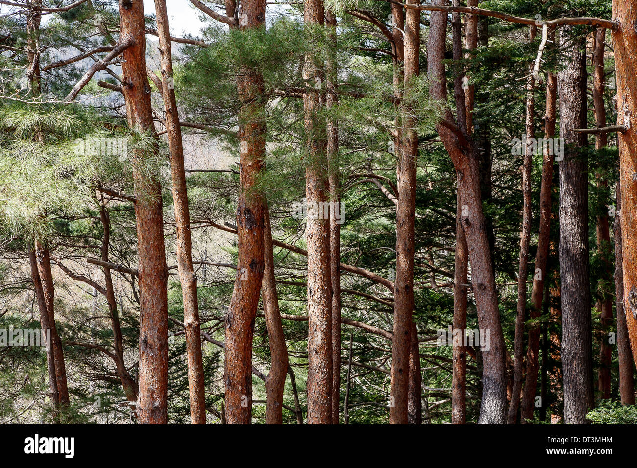 Pine tree forest japan hi-res stock photography and images - Alamy