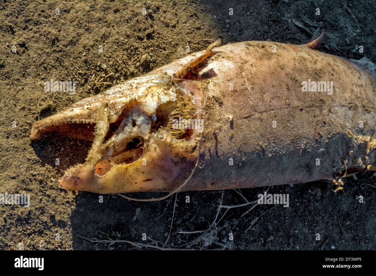 Ocean Decayed Corpse Fish corpse hi-res stock photography and images - Alamy