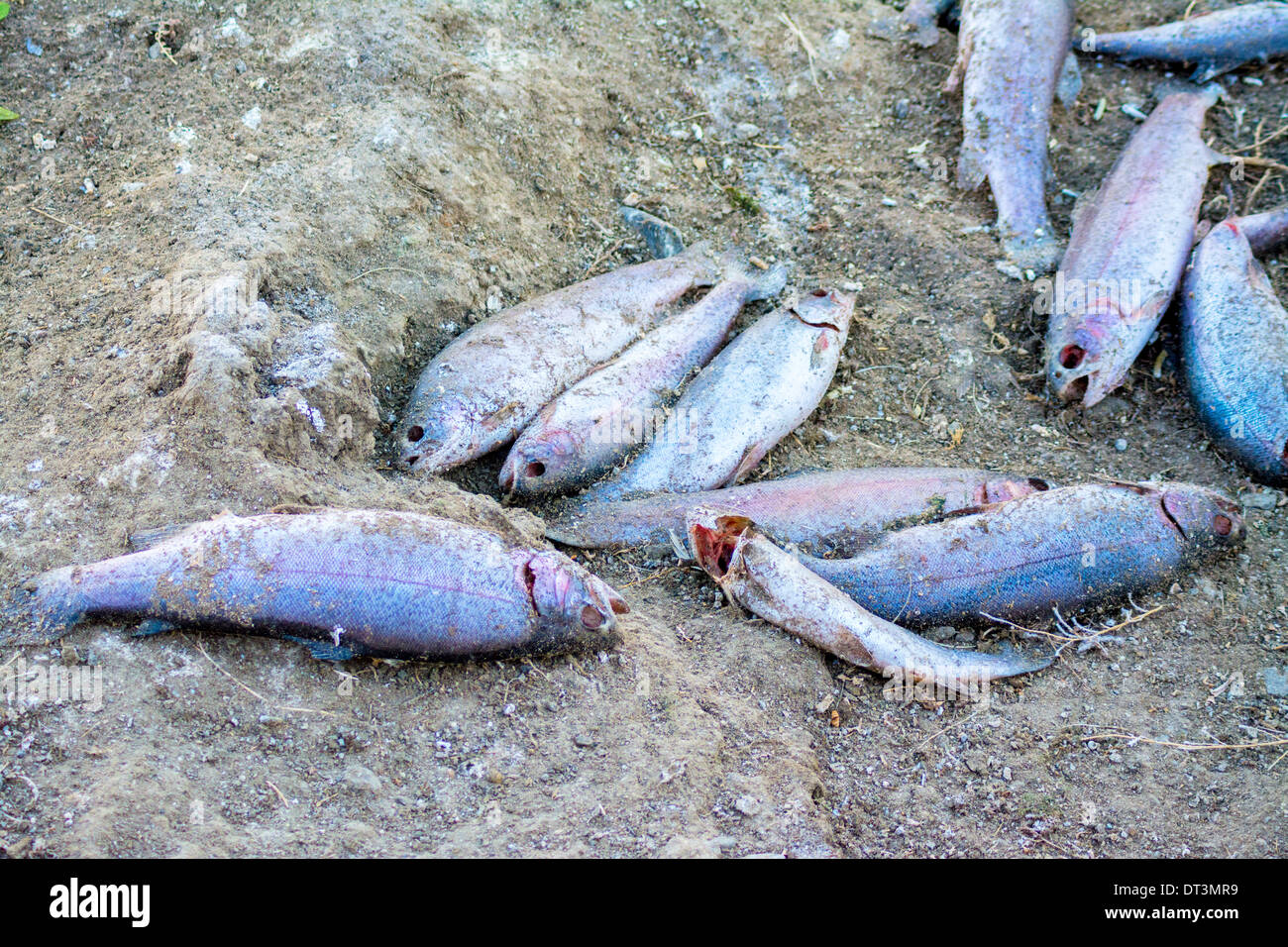 Dead rotting fish hires stock photography and images Alamy