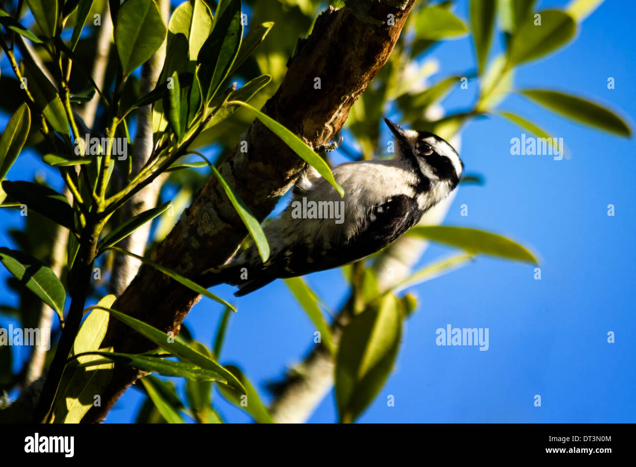 Downy Woodpecker (picoides pubescens) pecking at a tree. Stock Photo