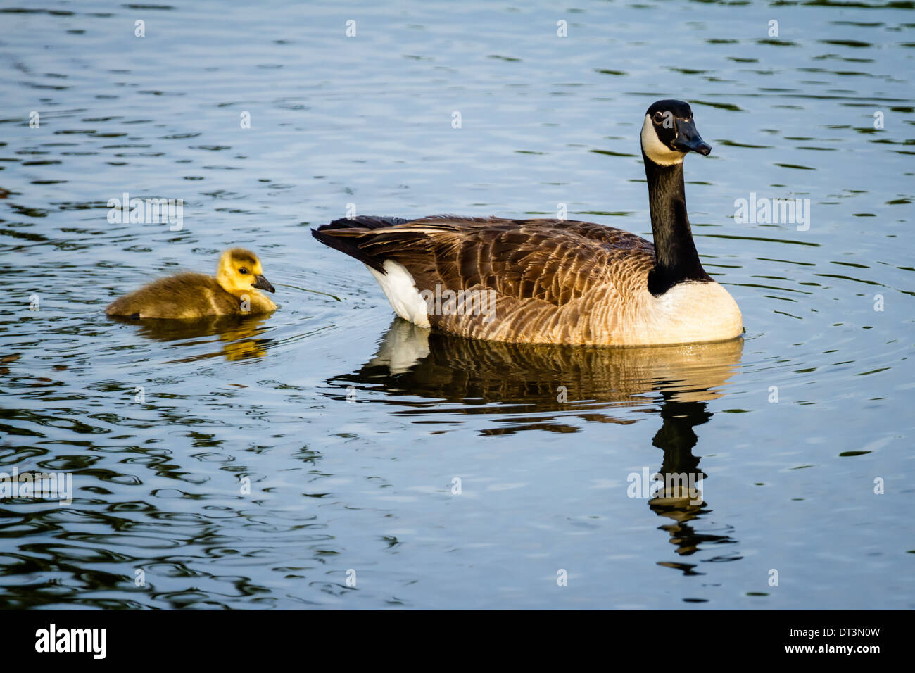Canada Goose and Gosling (Branta canadensis) swimming in a pond. Stock Photo