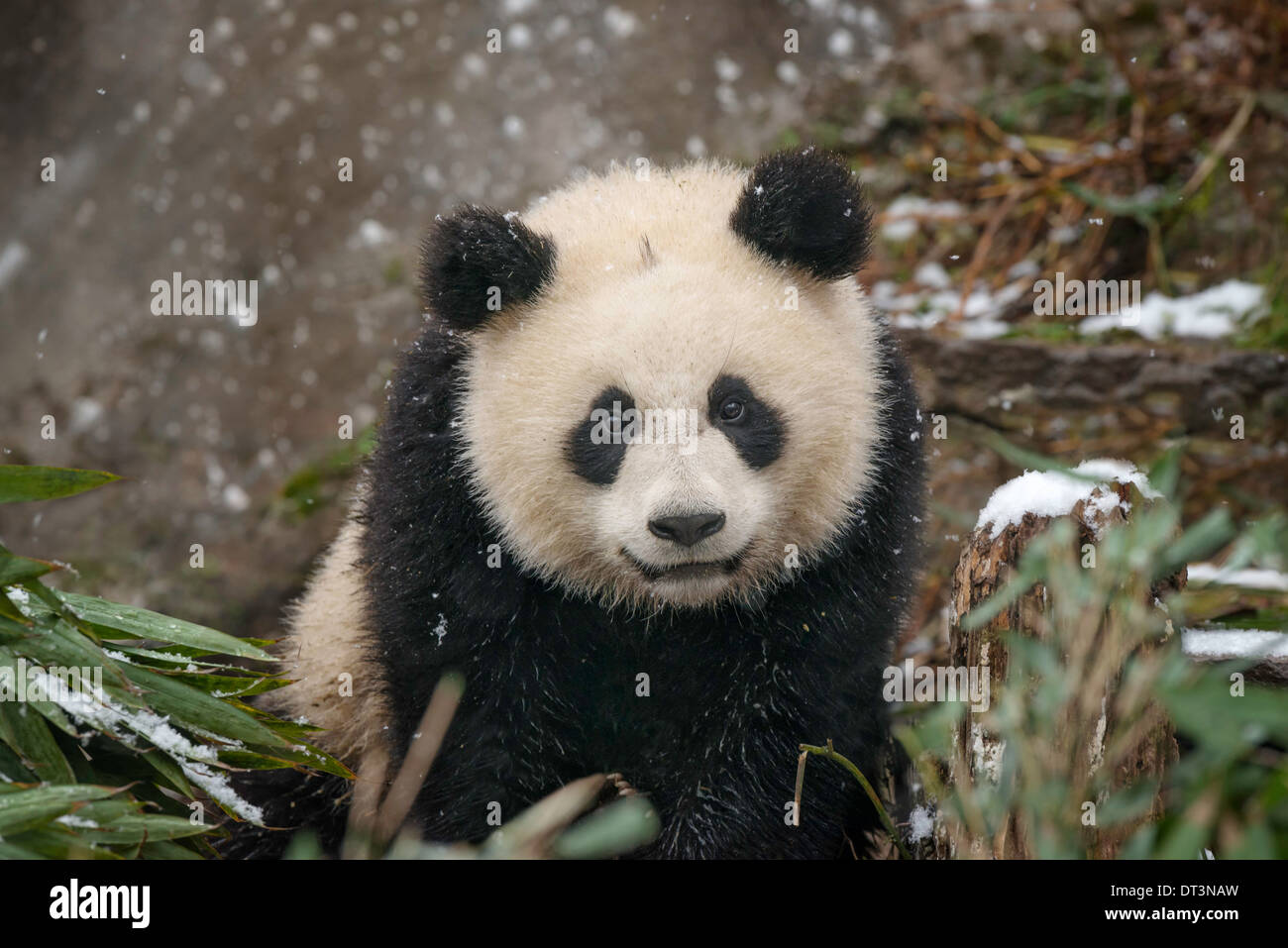 Baby Giant Panda in snow Stock Photo