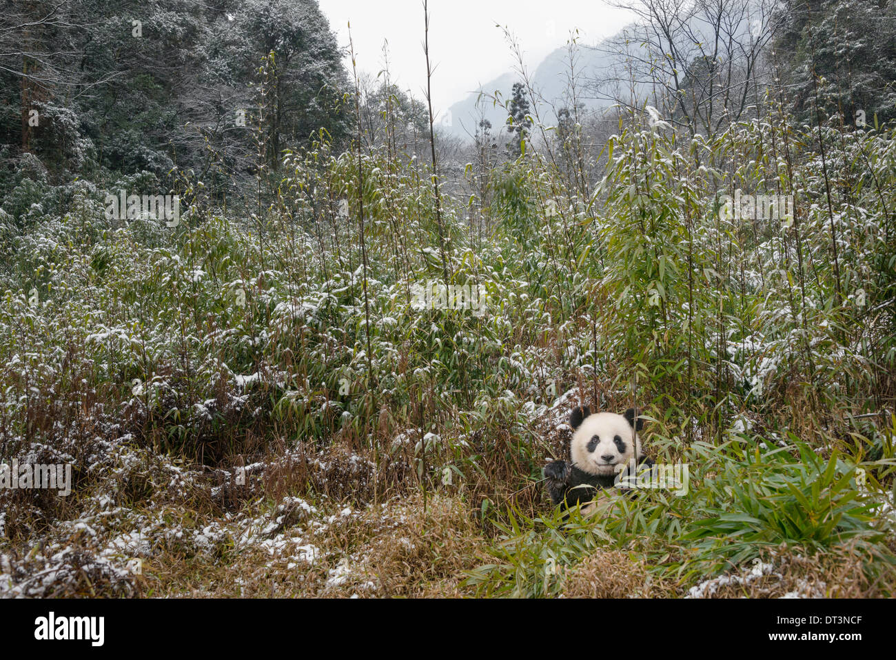 Young Giant Panda in native surroundings in China Stock Photo