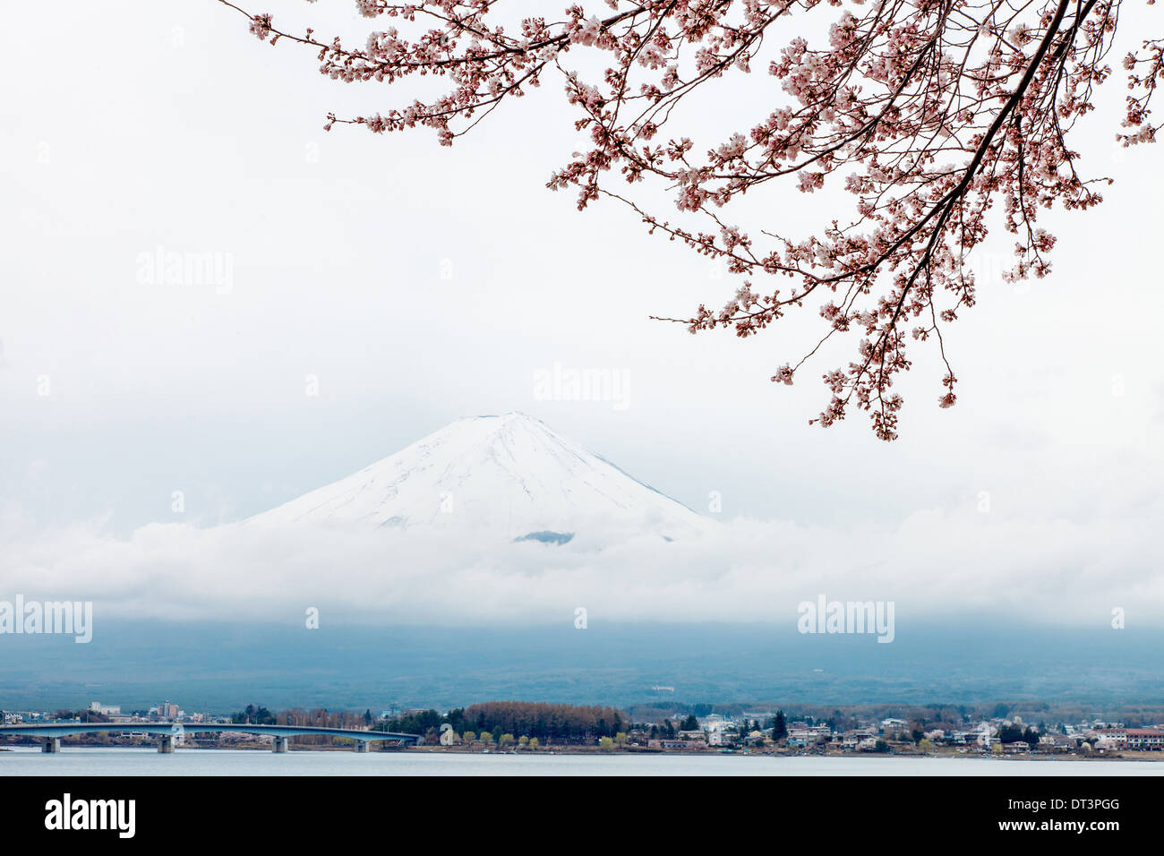 Mt fuji and pink cherry blossom in Japan Stock Photo