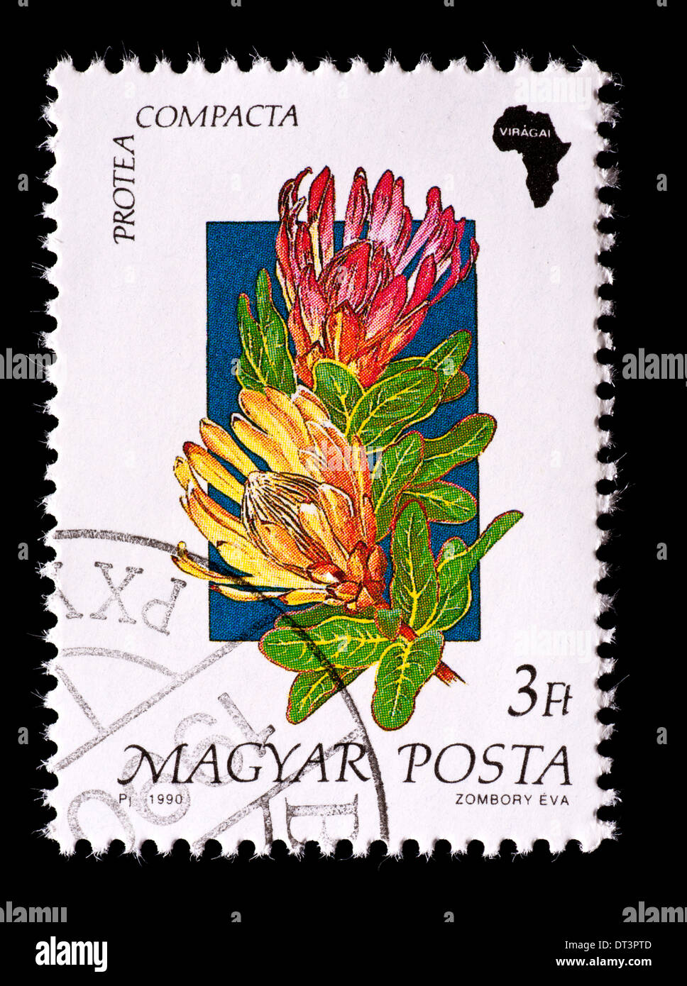 Postage stamp from Hungary depicting an African wildflower (Protea compacta) Stock Photo
