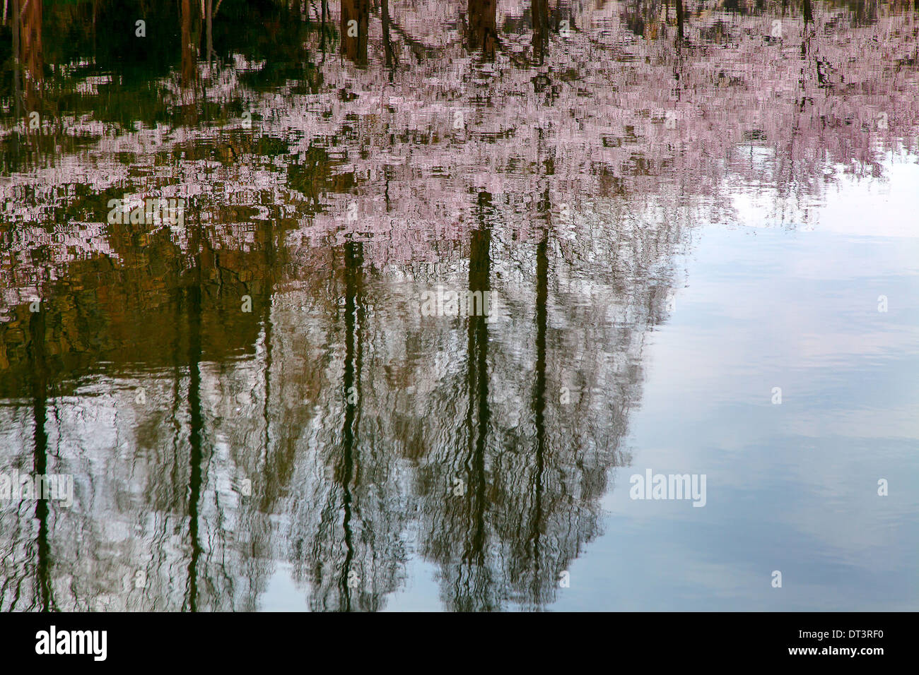 Nice reflection scenery of cherry blossom trees along the pathway in springtime, Osaka Japan Stock Photo