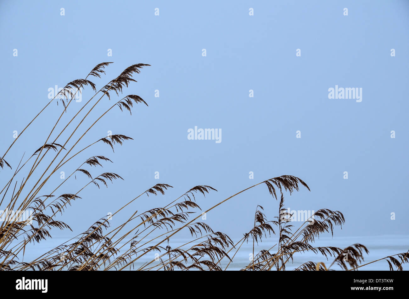 Soft Reeds High Resolution Stock Photography and Images - Alamy