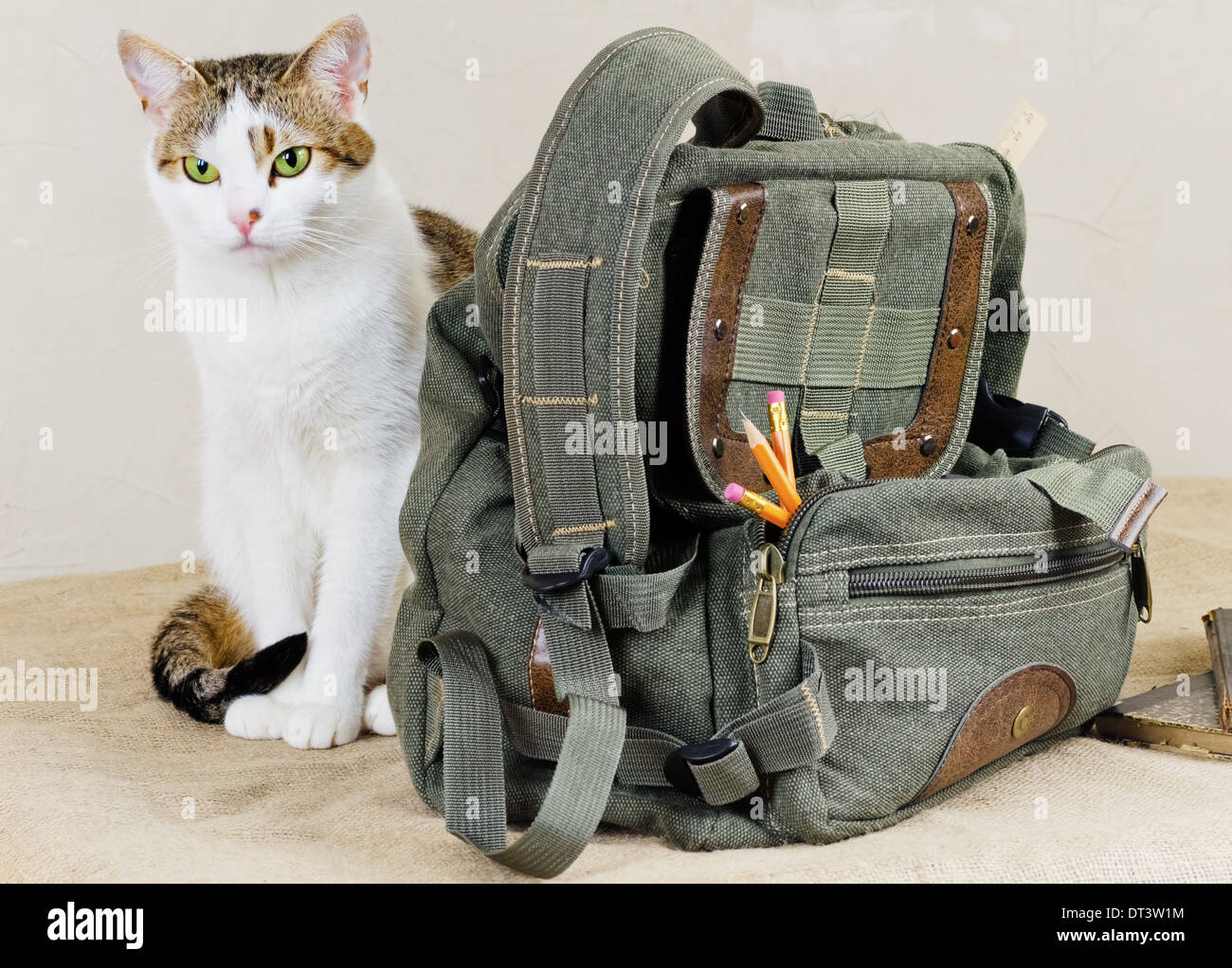 cat and bag Stock Photo - Alamy