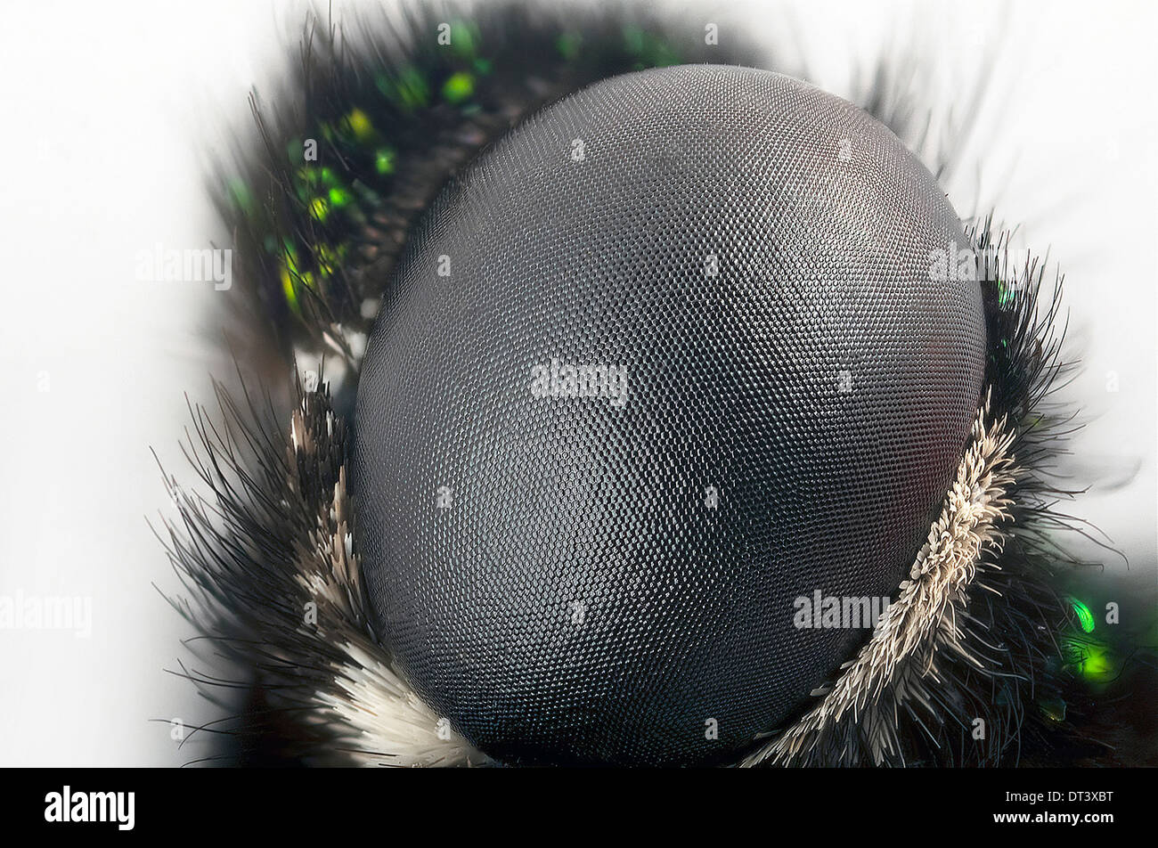 Butterfly eye ommatidia hires stock photography and images Alamy