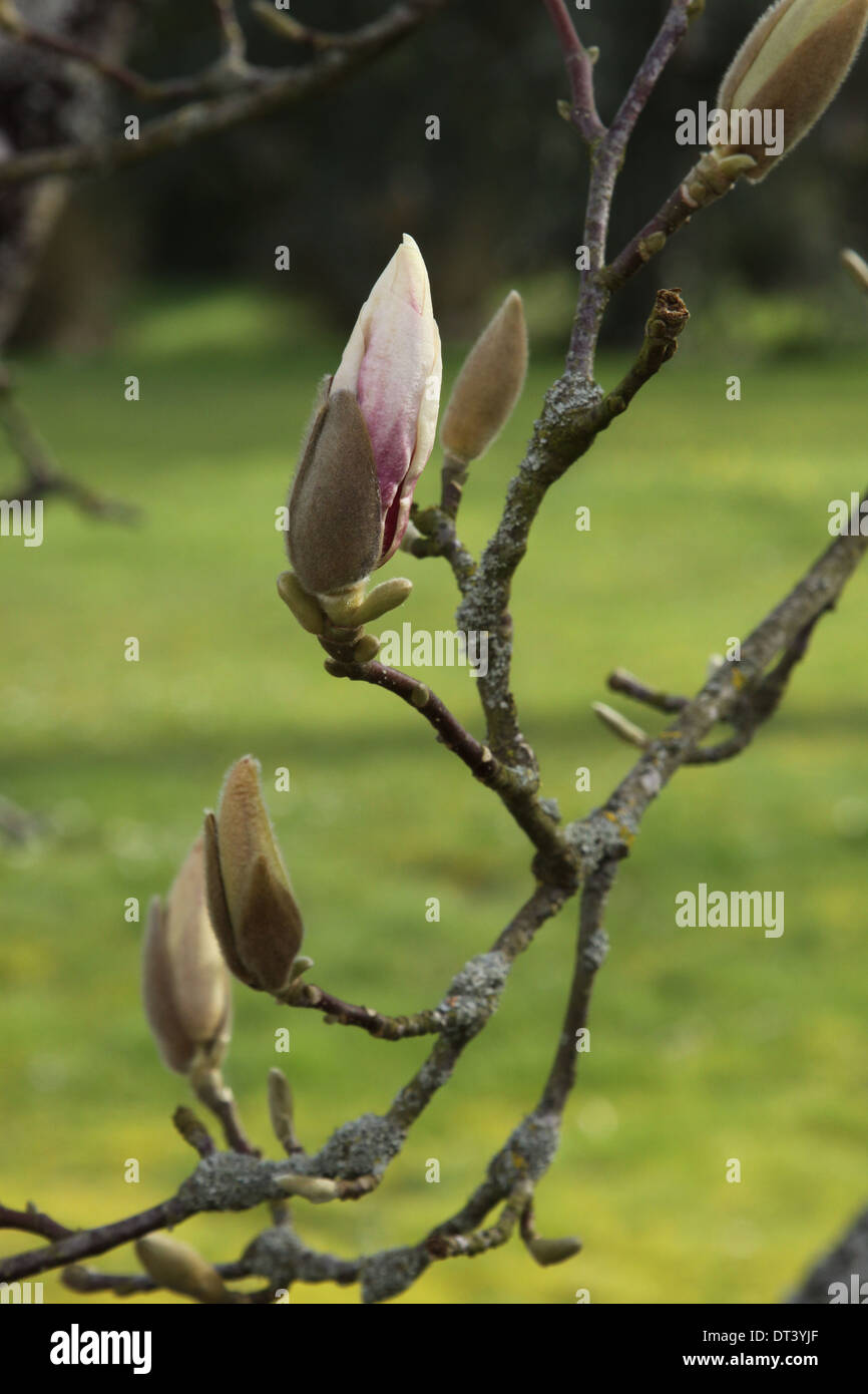 Magnolia buds french garden hires stock photography and images Alamy