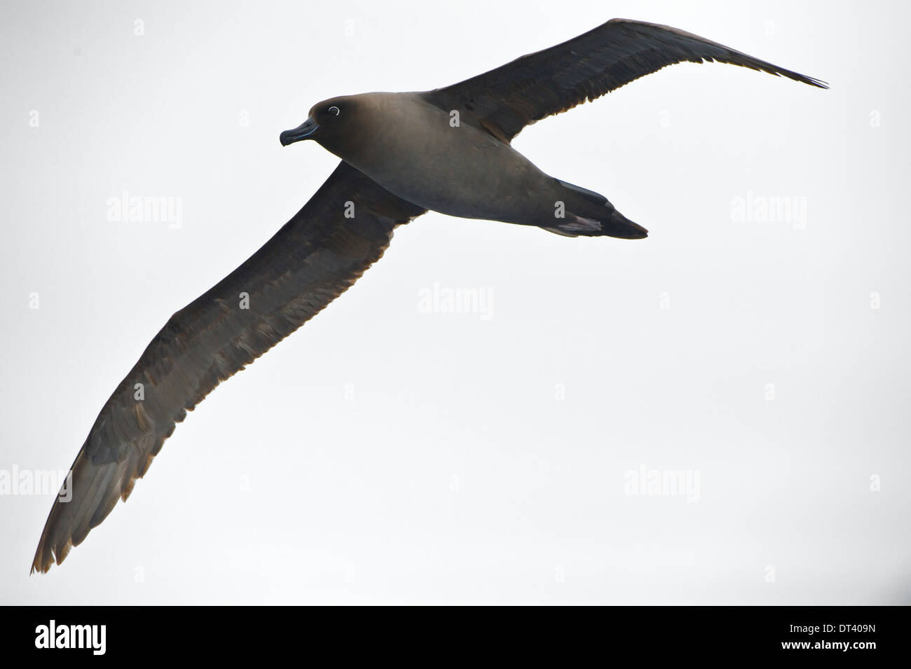 Antarctica albatross hi-res stock photography and images - Alamy