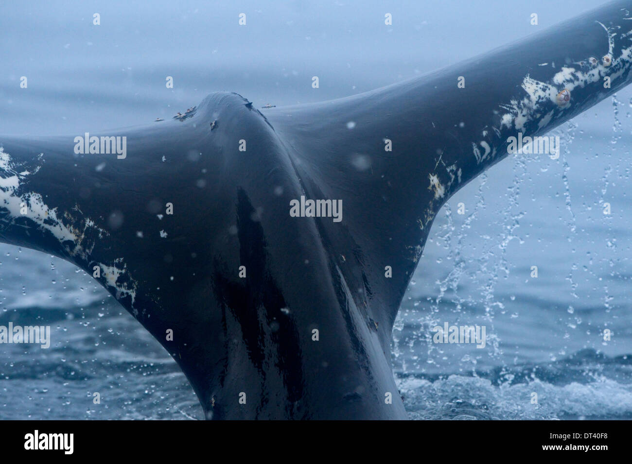 Humpback whale skin closeup hi-res stock photography and images - Alamy