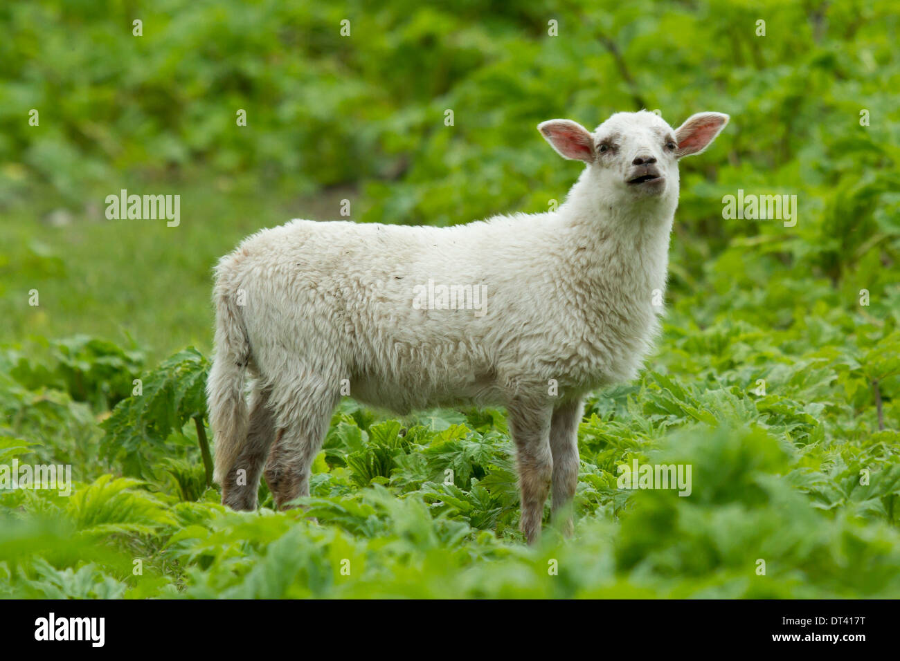 Little lamb hi-res stock photography and images - Alamy