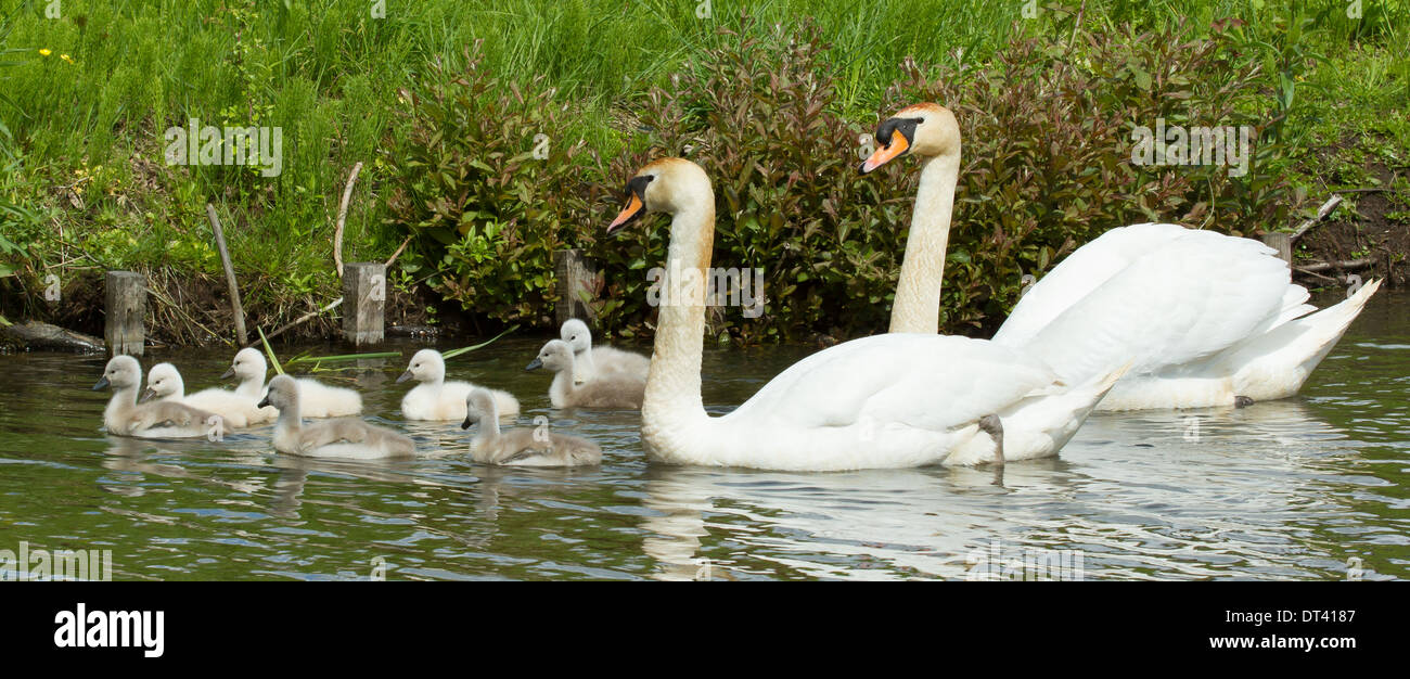 are swimming in the water with their parents Stock Photo Alamy