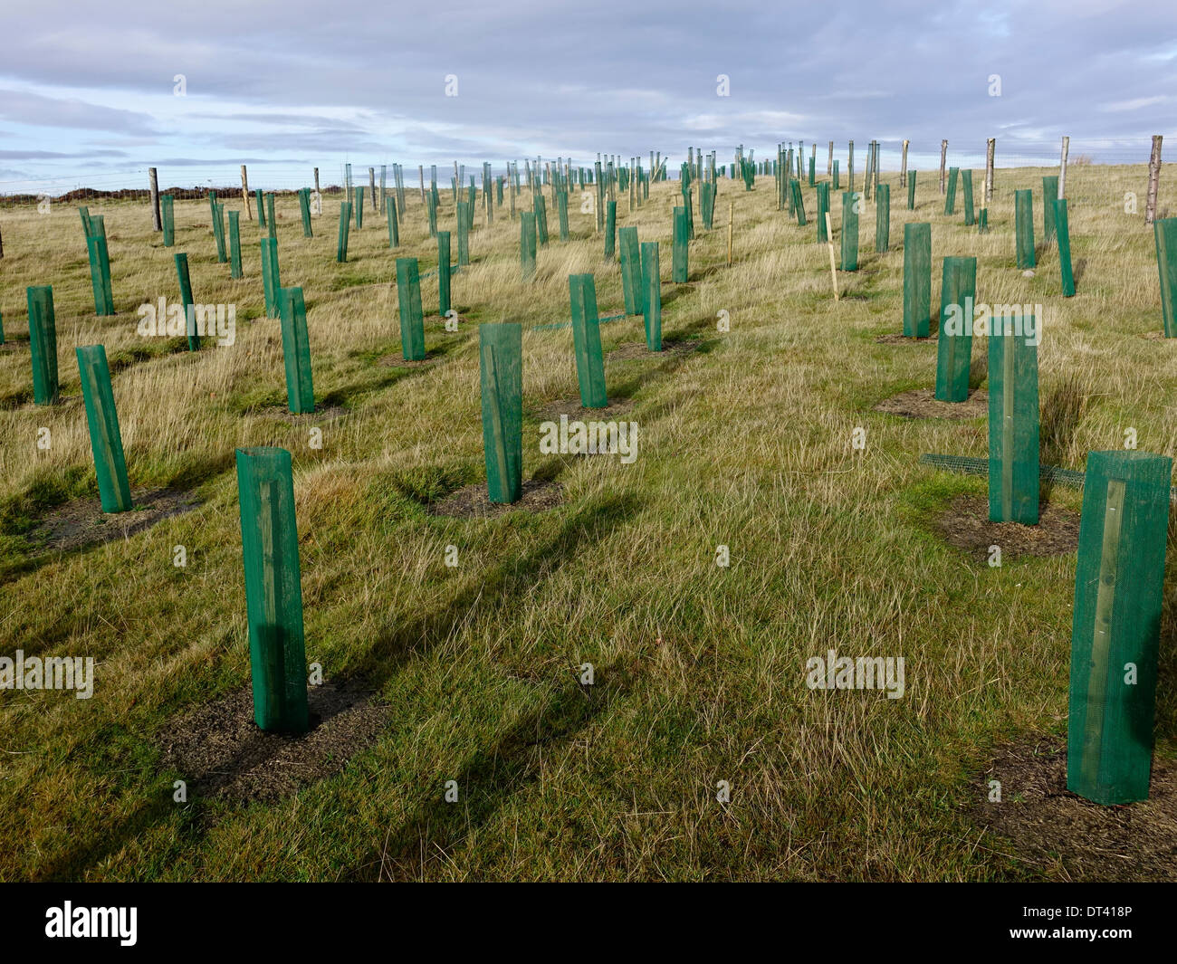 A new plantation of fir trees on the North Yorkshire Moors with protection against people rabbits and deer Stock Photo