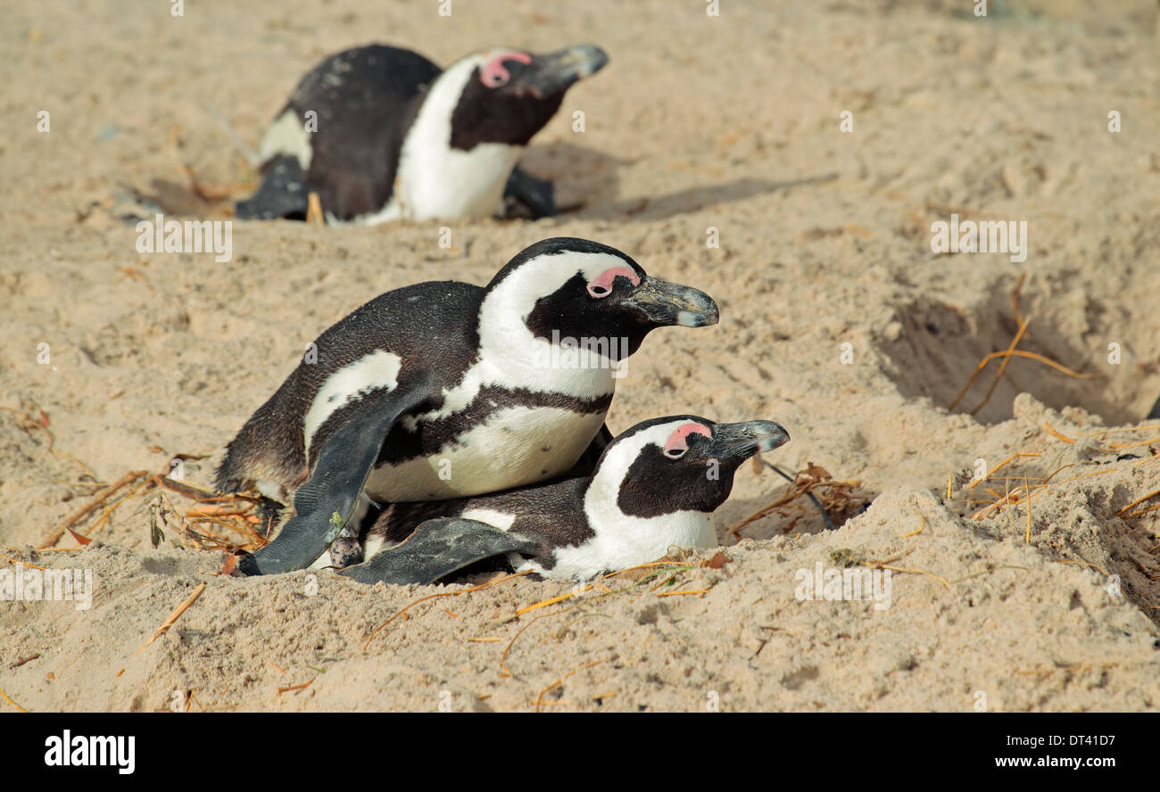 African penguins (Spheniscus demersus) nesting in sand, Western Cape, South Africa Stock Photo