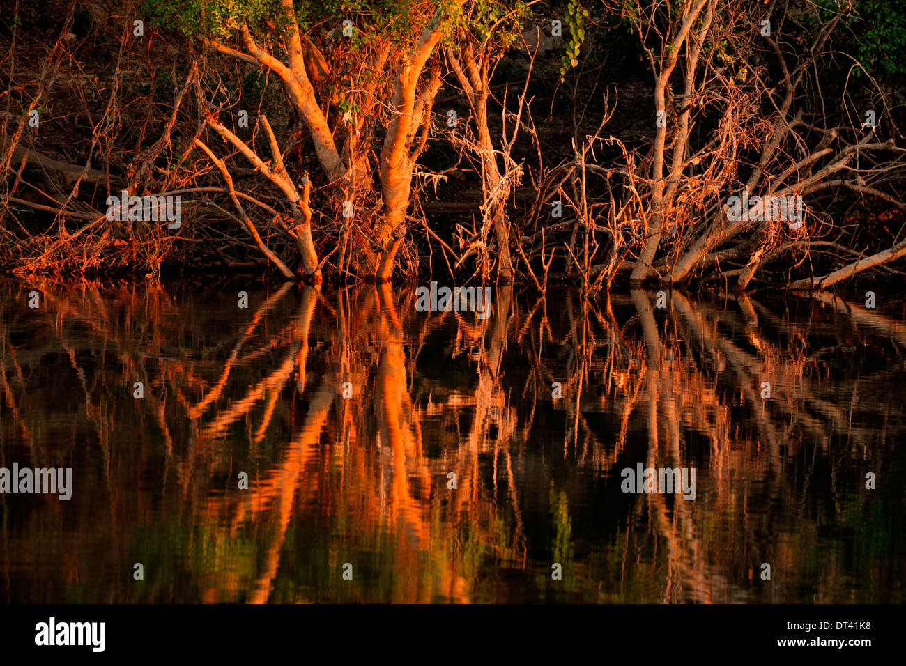 Trees reflected in water at sunset, Zambezi river, Namibia Stock Photo