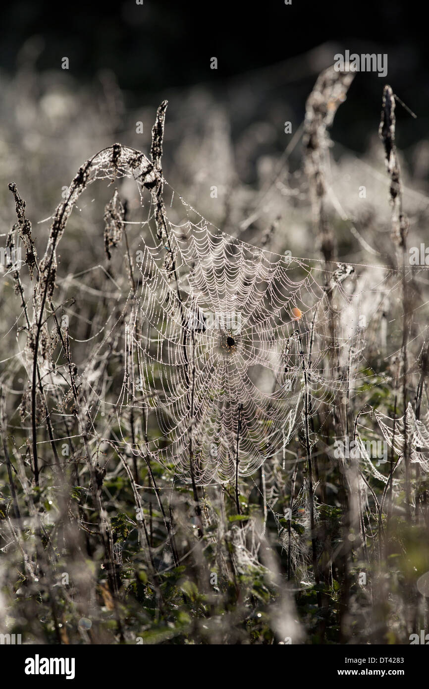 Spider's Web with Dew; Autumn; UK Stock Photo