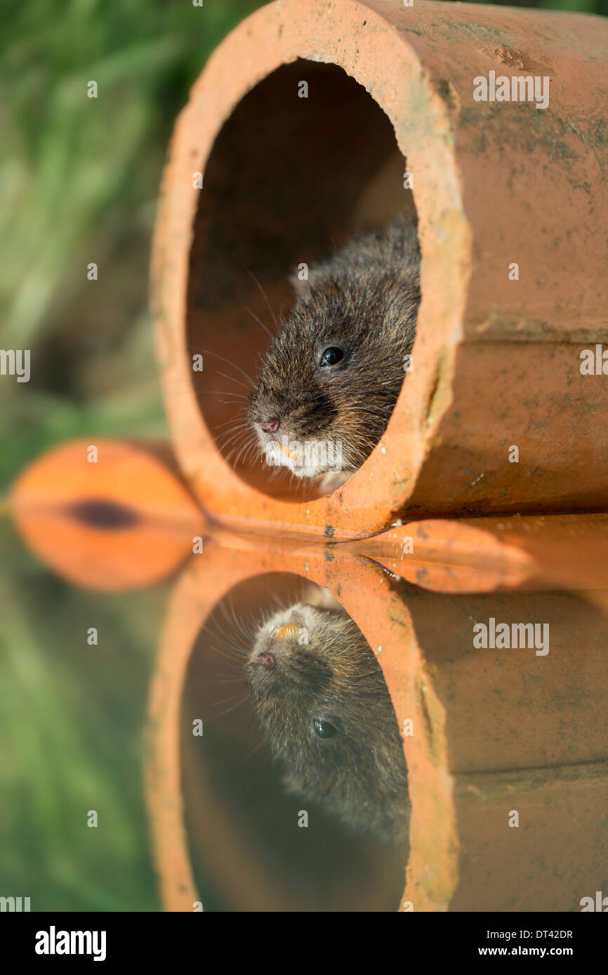 Water Vole; Arvicola terrestris; in a Pipe; UK Stock Photo