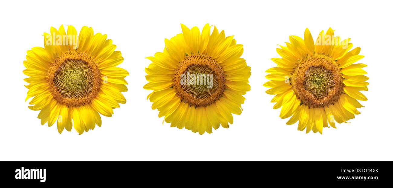 Isolated sunflowers on white background Stock Photo - Alamy