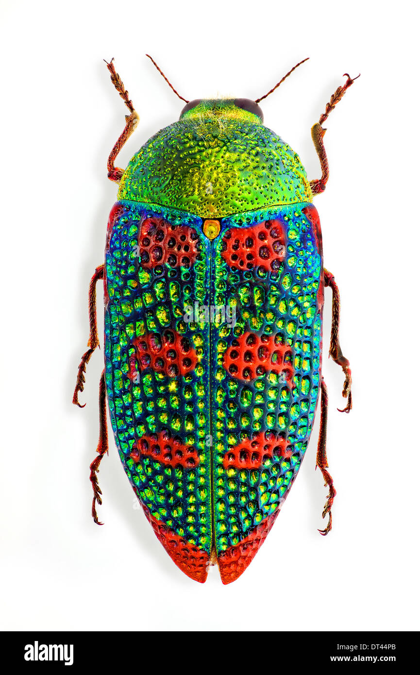 標本 Australia Stigmodera groriosa 18mm Stamp: Jewel Beetle (Stigmodera gratiosa) (Australia(Jewel Beetles