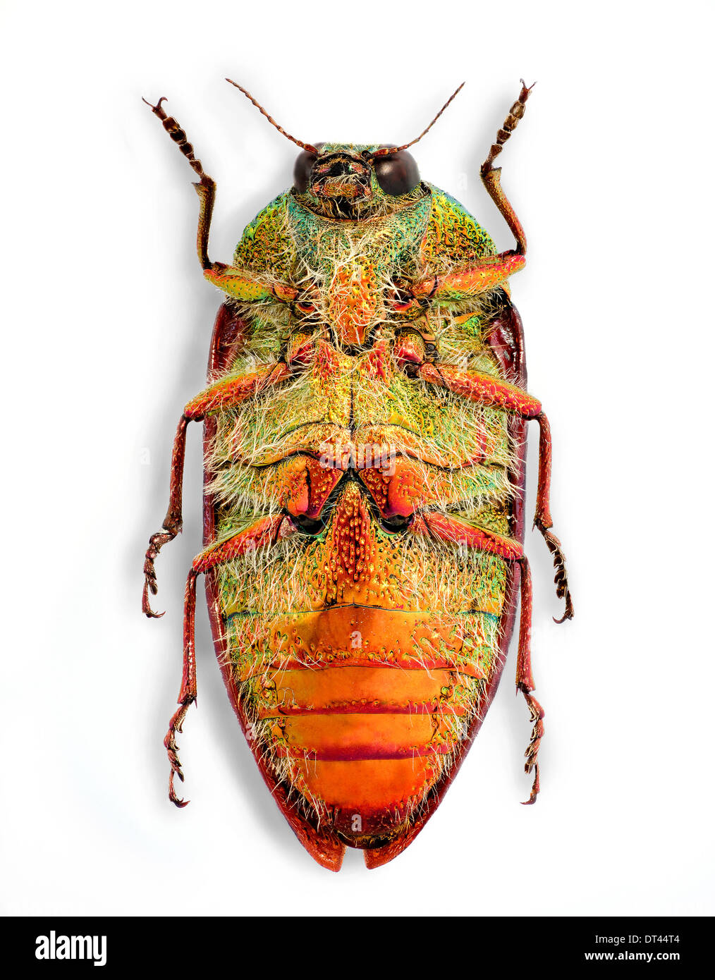 Stigmodera roei hi-res stock photography and images - Alamy