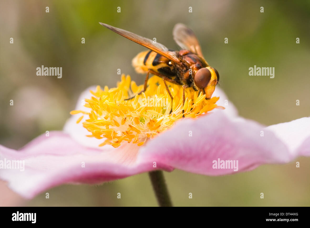 Big hoverfly on Japanese anemone or Anemone japonica flower in summer Stock Photo
