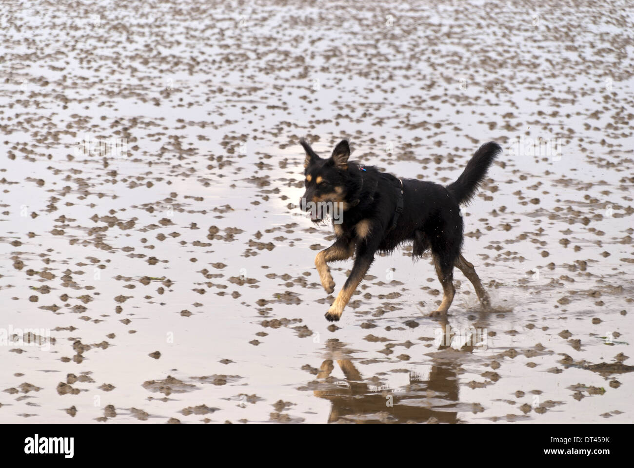 Dog in Wadden Sea Stock Photo