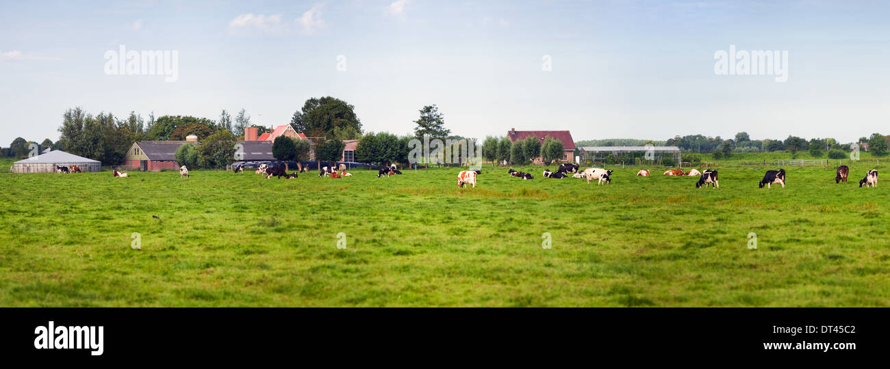Panorama polder landscape in the Netherlands withs farm and cows Stock Photo