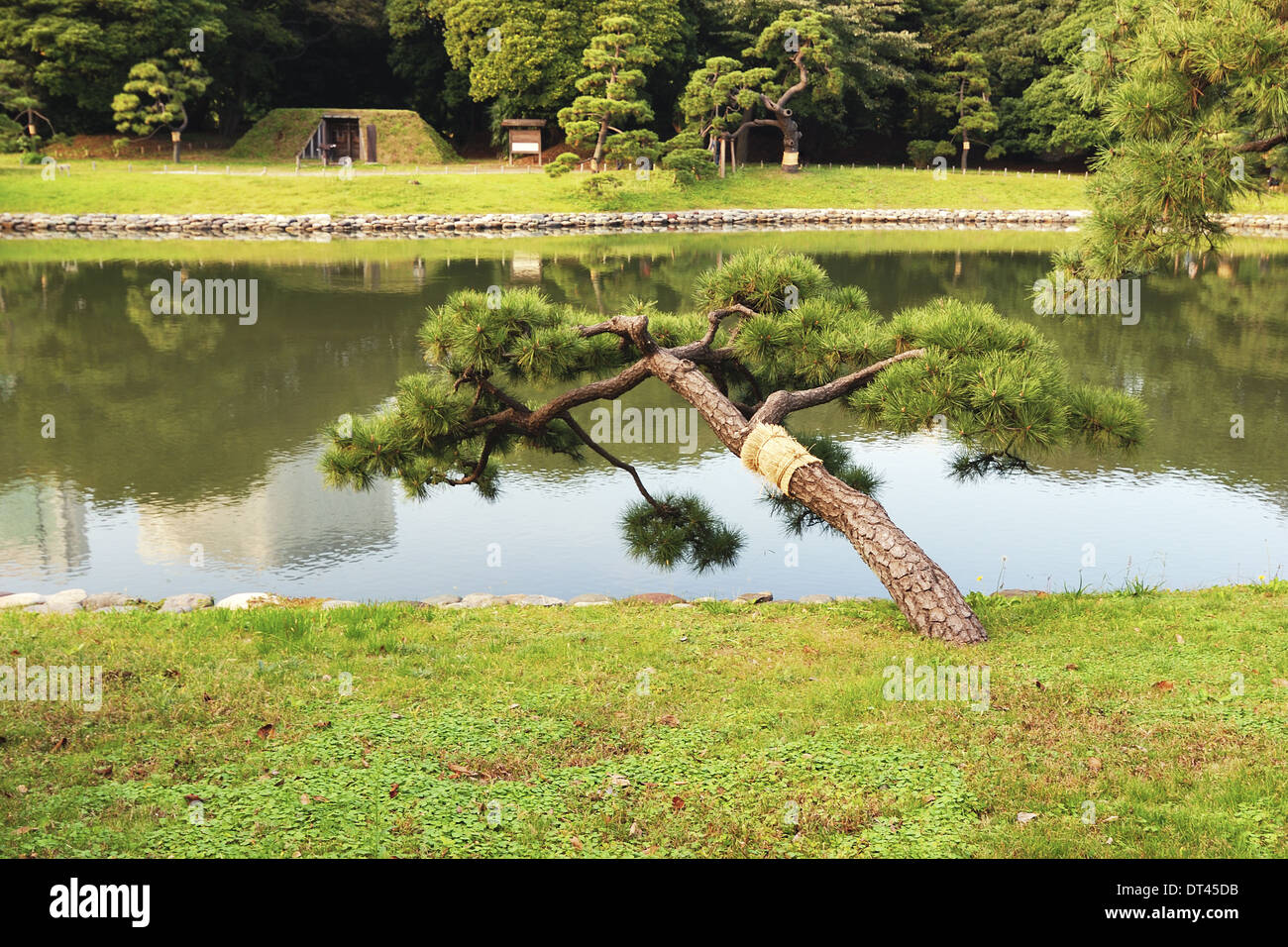 Japanese pine tree Stock Photo