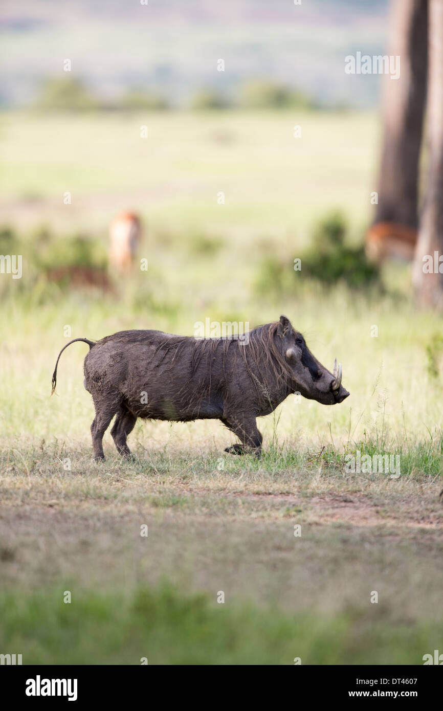 The warthog or common warthog Phacochoerus africanus Stock Photo