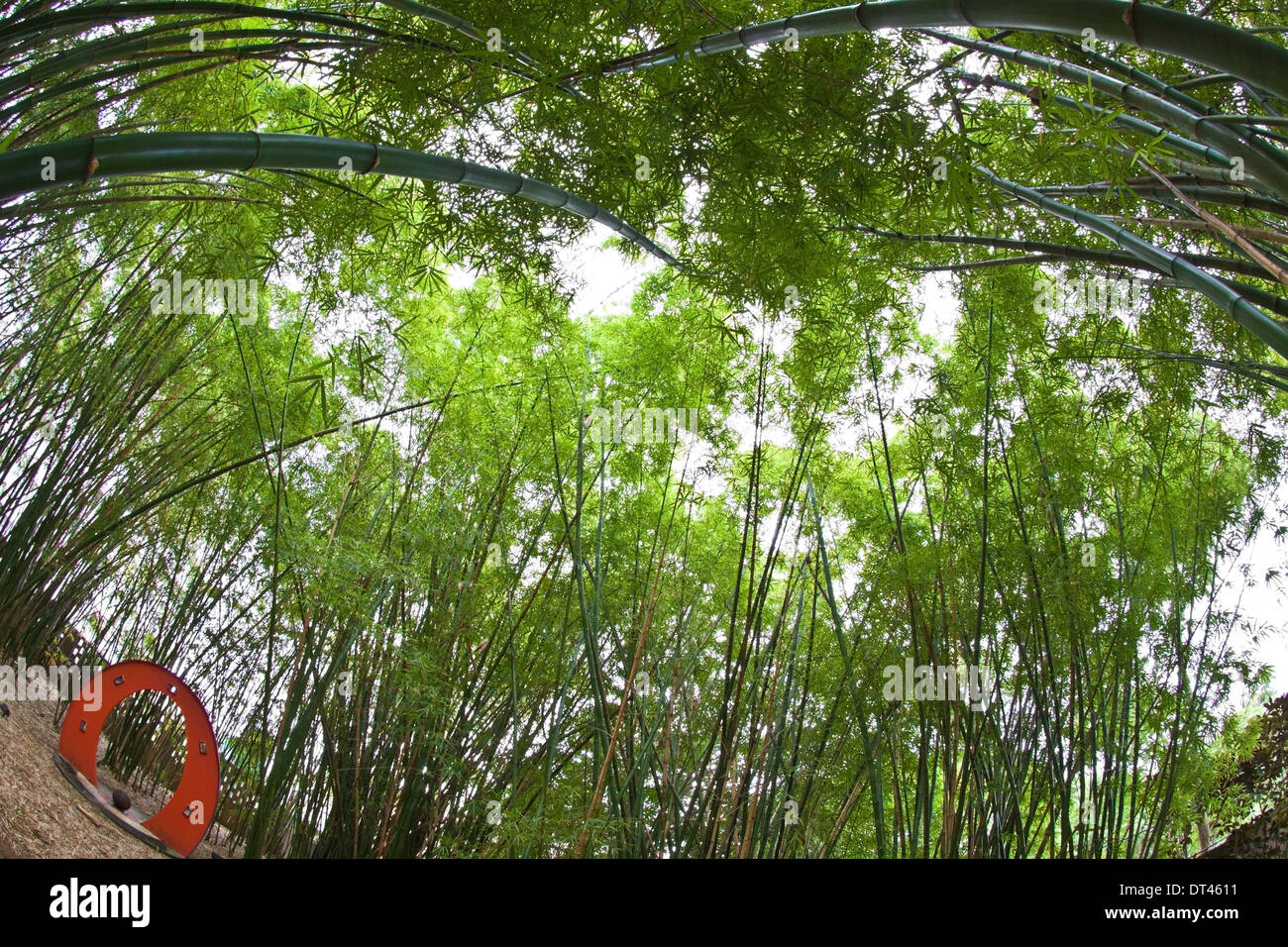 Bamboo grove in the gardens at the Museo de Arte (Art Museum) in San Juan, Puerto Rico Stock Photo