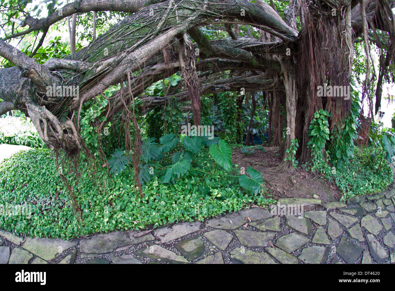 Ancient ficus in the gardens at the Art Museum (Museo do Arte) in San Juan, Puerto Rico Stock Photo